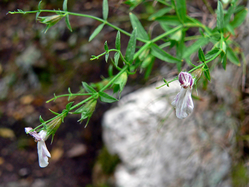 Stachys glutinosa